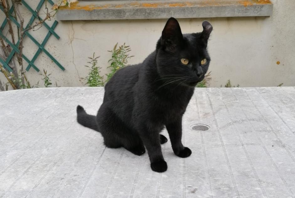 Vermisstmeldung Katze  Weiblich , 5 jahre Merri Frankreich