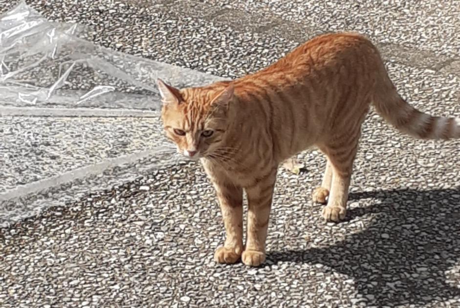 Discovery alert Cat Unknown Saint-Aubin-de-Courteraie France
