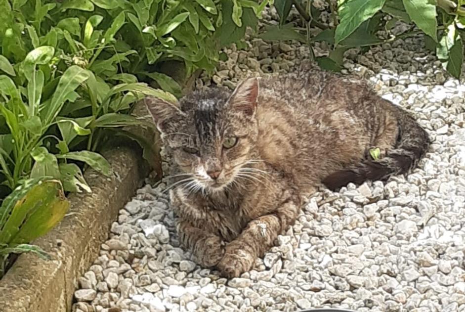 Discovery alert Cat  Male Écouves France