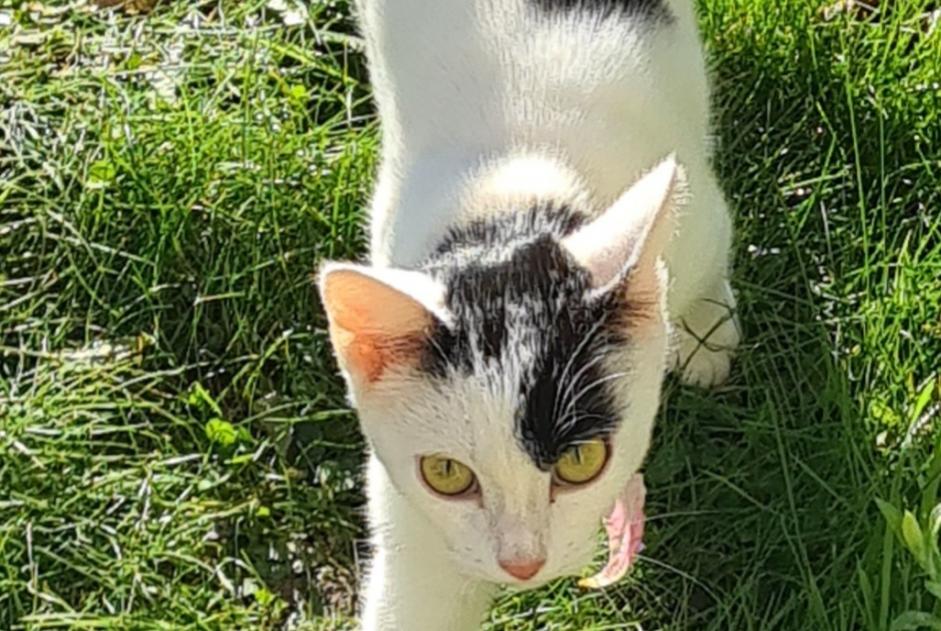 Discovery alert Cat  Unknown La Ferrière-aux-Étangs France