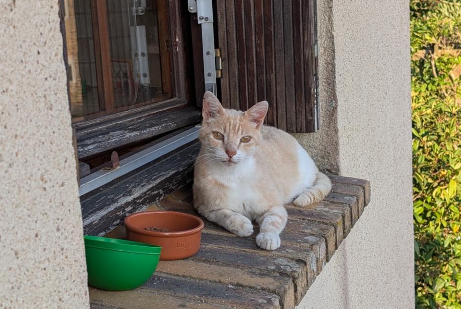Discovery alert Cat Male Lonlay-l'Abbaye France