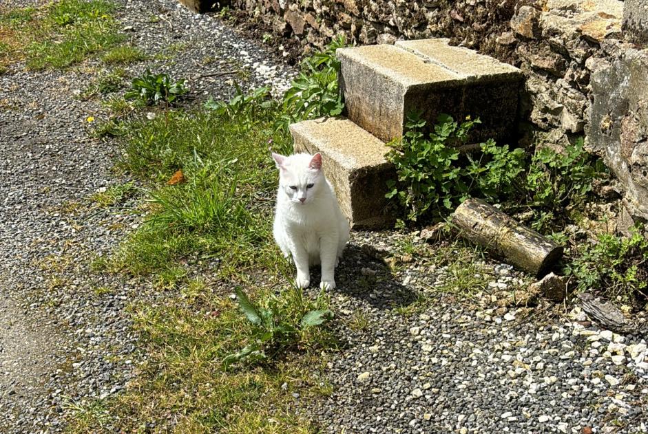 Discovery alert Cat Unknown Mortcerf France