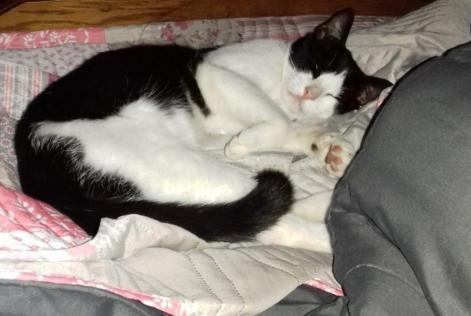 Disappearance alert Cat Male , 4 years Val-au-Perche France
