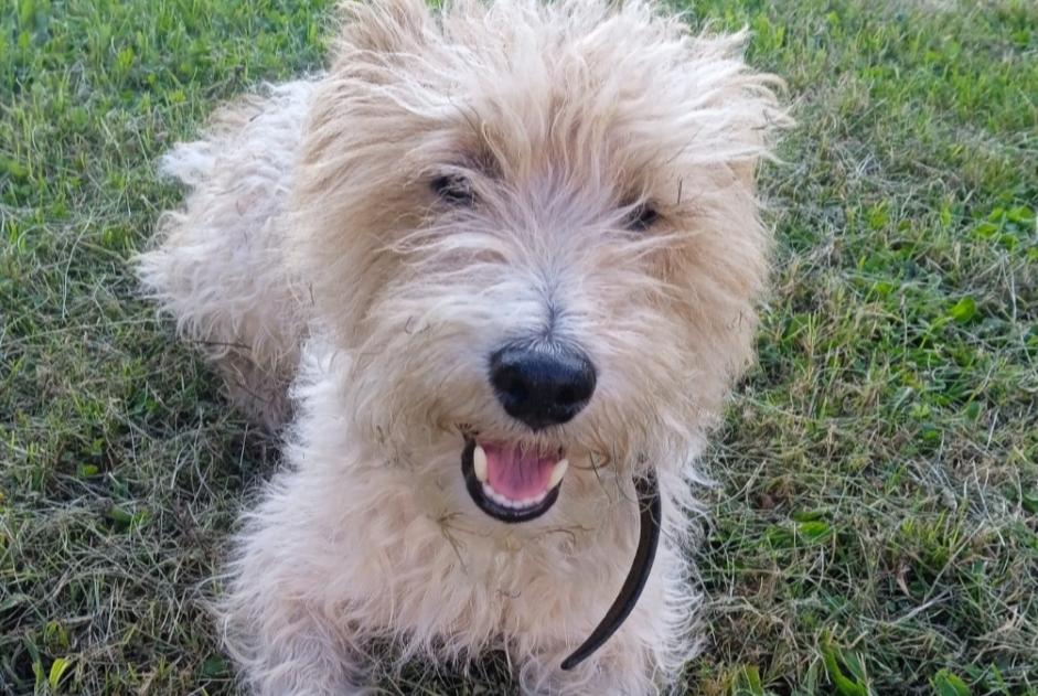 Disappearance alert Dog  Male , 7 years Guêprei France