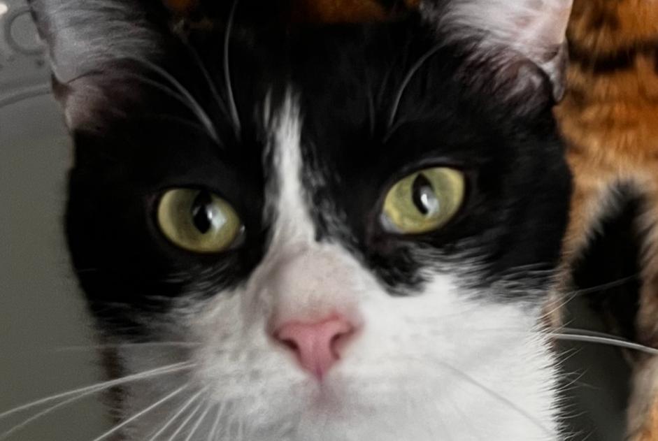 Alerta de Desaparición Gato cruce Hembra , 1 años Champosoult Francia
