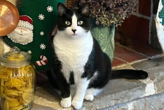 Alerte Disparition Chat croisement Mâle , 1 ans La Motte-Fouquet France