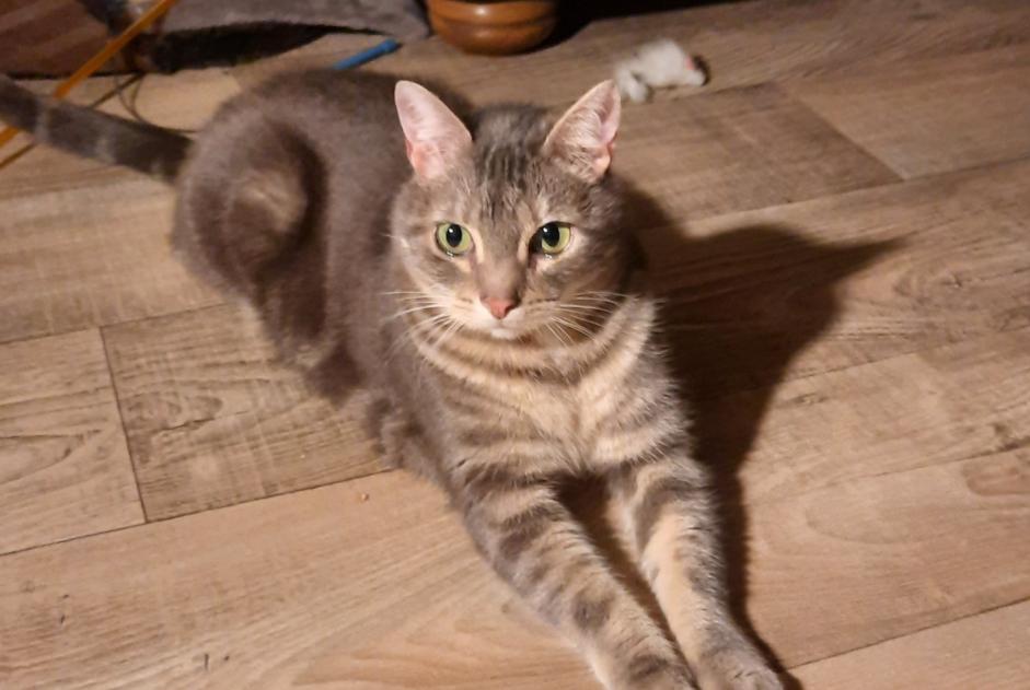 Alerte Disparition Chat Mâle , 9 ans La Ferté Macé France