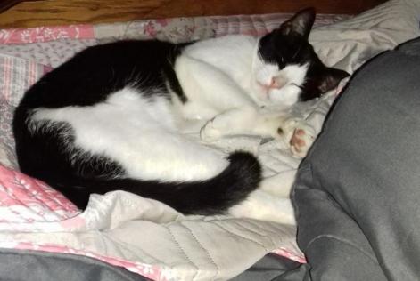 Alerte Disparition Chat Mâle , 4 ans Val-au-Perche France Alerte Disparition Chat Mâle , 4 ans Val-au-Perche France