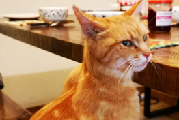 Alerte Disparition Chat croisement Femelle , 5 ans Le Mage France Alerte Disparition Chat croisement Femelle , 5 ans Le Mage France