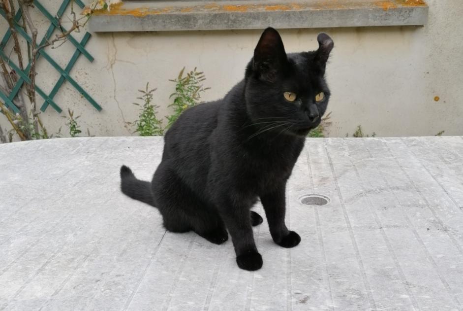 Alerte Disparition Chat Femelle , 5 ans Merri France Alerte Disparition Chat Femelle , 5 ans Merri France