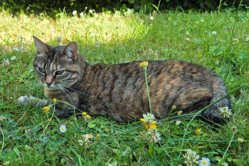 Alerte Disparition Chat Femelle , 6 ans Mortagne-au-Perche France Alerte Disparition Chat Femelle , 6 ans Mortagne-au-Perche France
