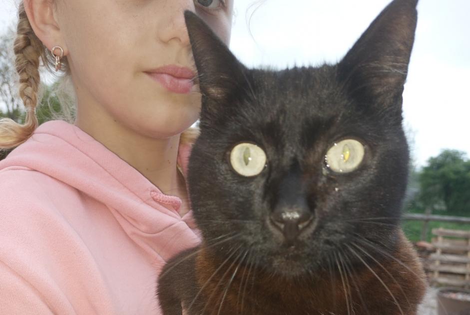 Alerte Découverte Chat Mâle La Lande-de-Goult France