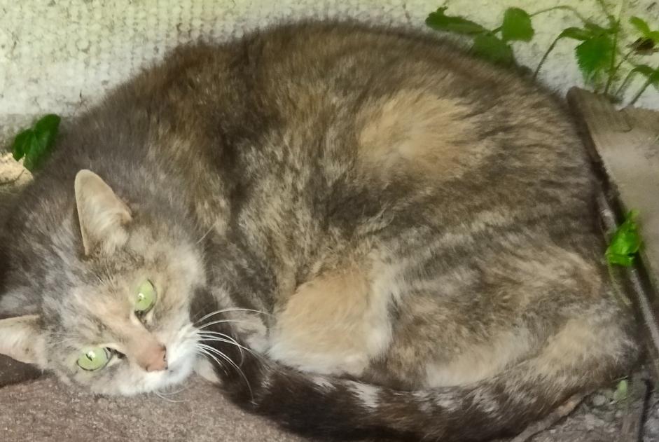 Alerte Découverte Chat Inconnu Montmerrei France Alerte Découverte Chat Inconnu Montmerrei France