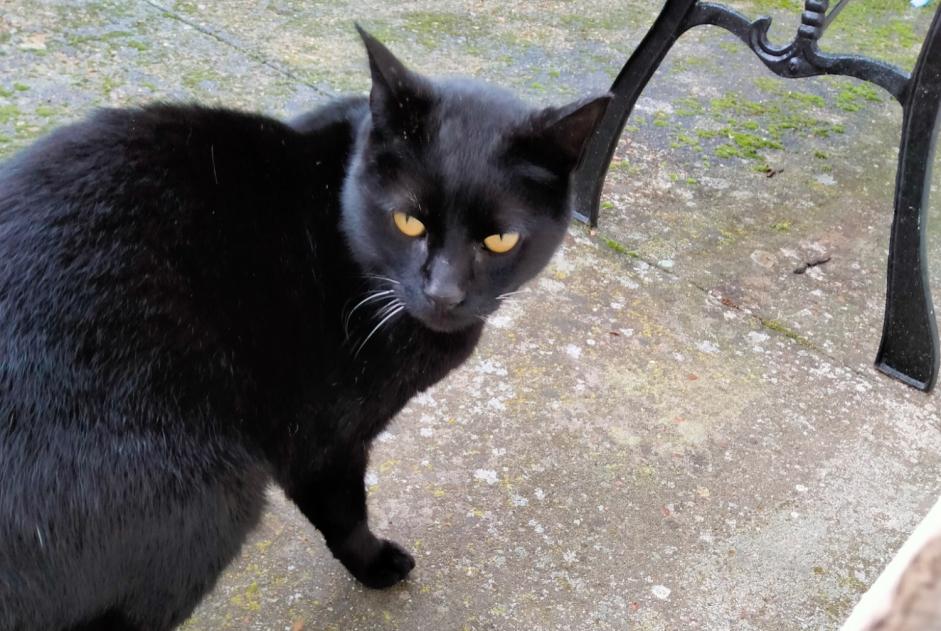 Alerte Découverte Chat Mâle Charencey France Alerte Découverte Chat Mâle Charencey France