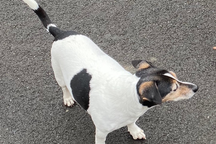 Alerte Disparition Chien croisement Mâle , 16 ans Mortrée France