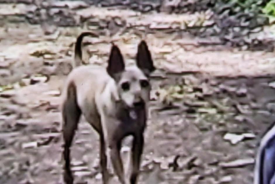 Alerte Disparition Chien Femelle , 15 ans Saint-Georges-des-Groseillers France Alerte Disparition Chien Femelle , 15 ans Saint-Georges-des-Groseillers France