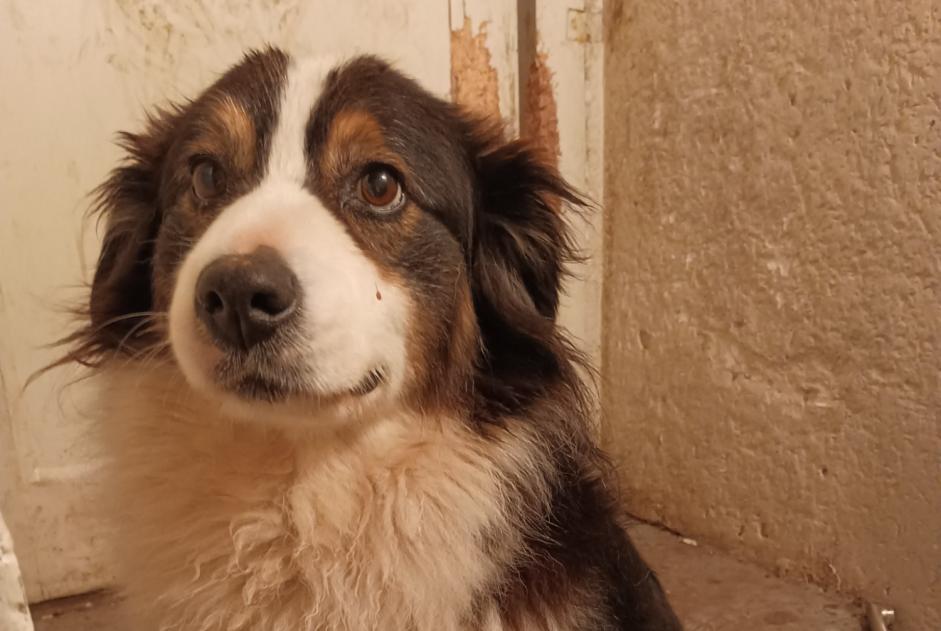 Alerte Découverte Chien Femelle Ceton France