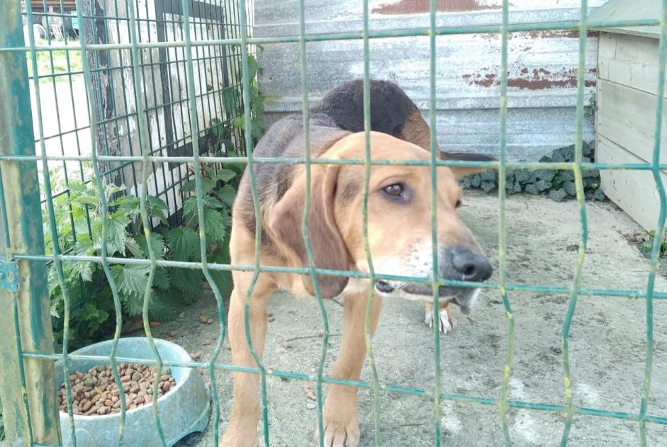 Alerte Découverte Chien croisement Mâle Briouze France