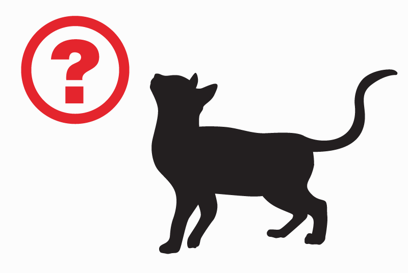 Discovery alert Cat Unknown Domfront en Poiraie France