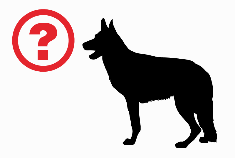 Alerte Disparition Chien  Mâle , 1 ans Tinchebray-Bocage France