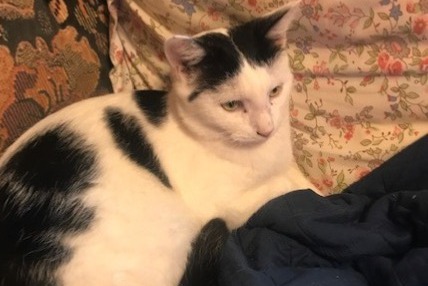 Avviso scomparsa Gatto Maschio , 1 anni La Ferrière-aux-Étangs Francia