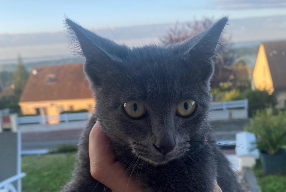 Alerta descoberta Gato Fêmea Juvigny-Val-d'Andaine France