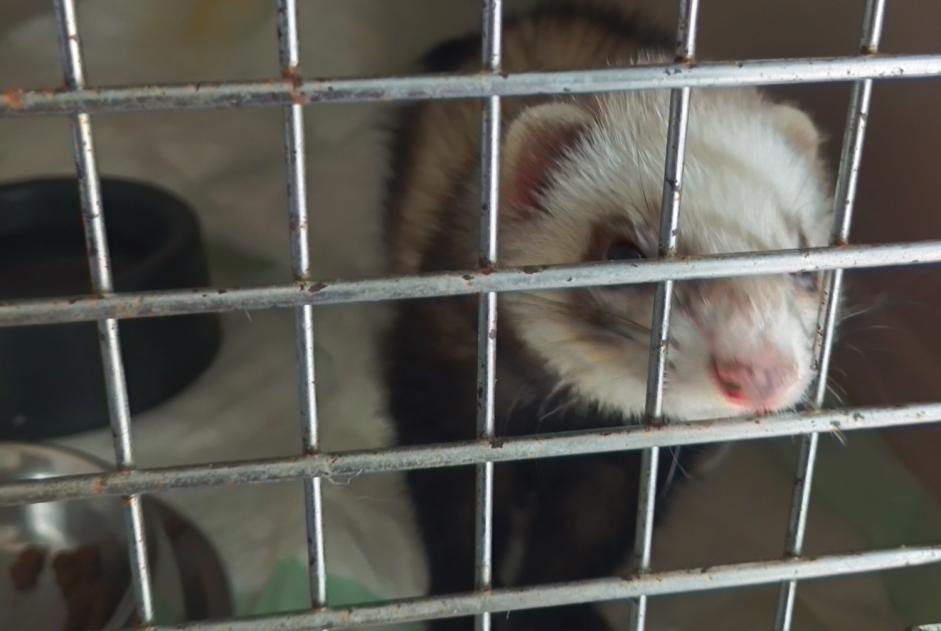 Alerta descoberta Outro Furet Fêmea Argentan France Alerta descoberta Outro Furet Fêmea Argentan France